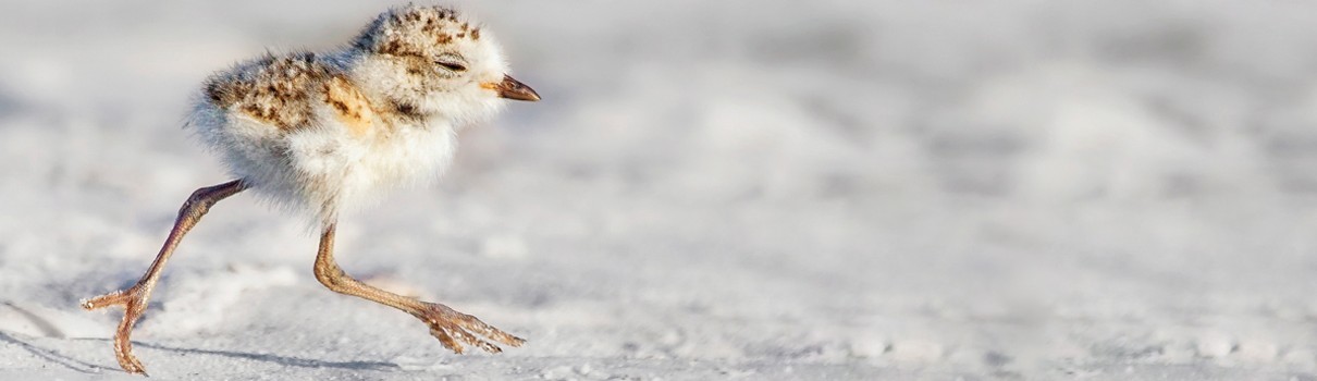 Snowy Plover chick. Photo by Kristian Bell/Shutterstock