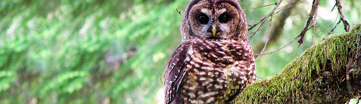 The Northern Spotted Owl is losing habitat because of development that is not being mitigated. The new policy could help. Chris Warren