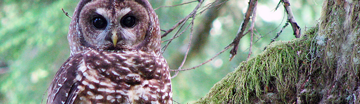 Spotted Owl, Chris Warren