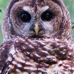 Spotted Owl by Chris Warren