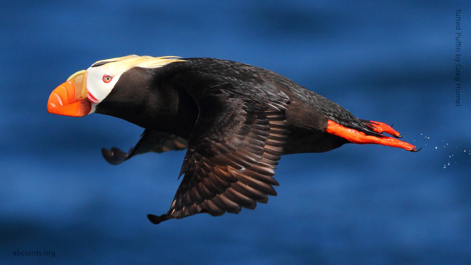 Tufted Puffin by Greg Homel