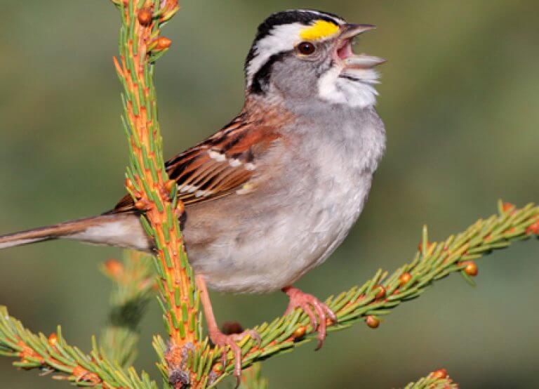 White-throated Sparrow | American Bird Conservancy