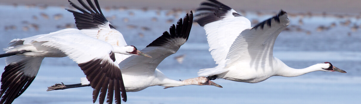 Wind turbines along the migratory corridor of Whooping Cranes pose a threat to these endangered birds. Photo by Laura Erickson