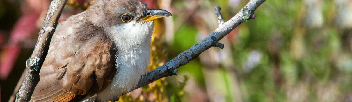 The Yellow-billed Cuckoo is a species that could stand to benefit from President Obama's new mitigation policy. Photo by Paul Sparks/Shutterstock