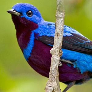 'Songbird Forest' Reserve Expands Protection for Rare Brazilian Birds ...