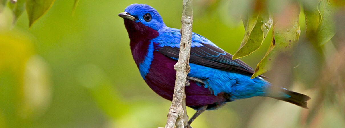 Banded Cotinga, one of the rare Brazilian birds that will benefit from an expansion of the Mata do Passarinho Reserve. Photo by Ciro Albano.