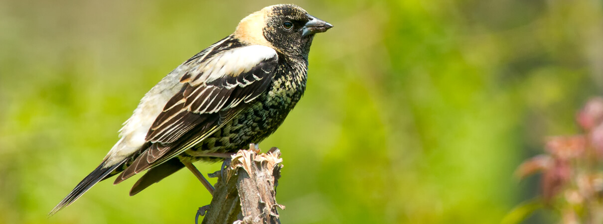 Bobolink, Paul Reeves Photography/Shutterstock