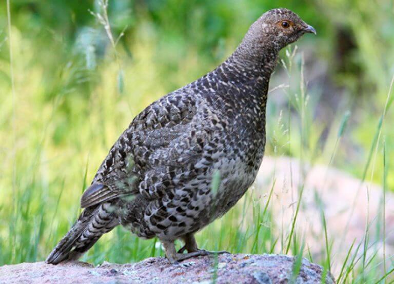 Dusky Grouse