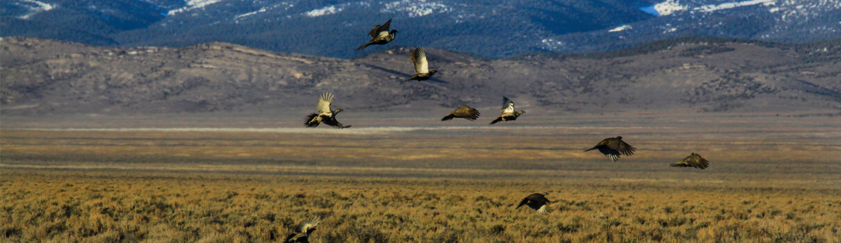 Greater Sage-Grouse in Nevada, USGS