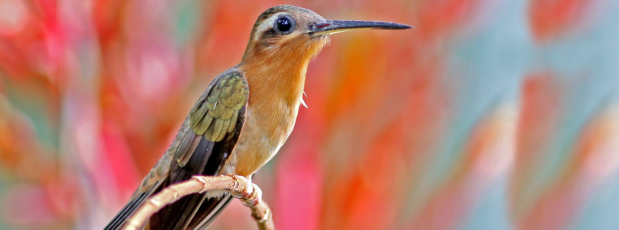 The reserve shelters many other endangered species, including the Hook-billed Hermit. Photo by Jose Almir Jacomelli, Jr.