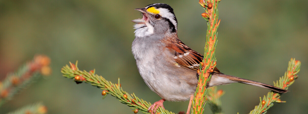 Migratory and backyard birds, including White-throated Sparrow, are the most frequent victims of colliding with glass. Photo by Jacob Spendelow