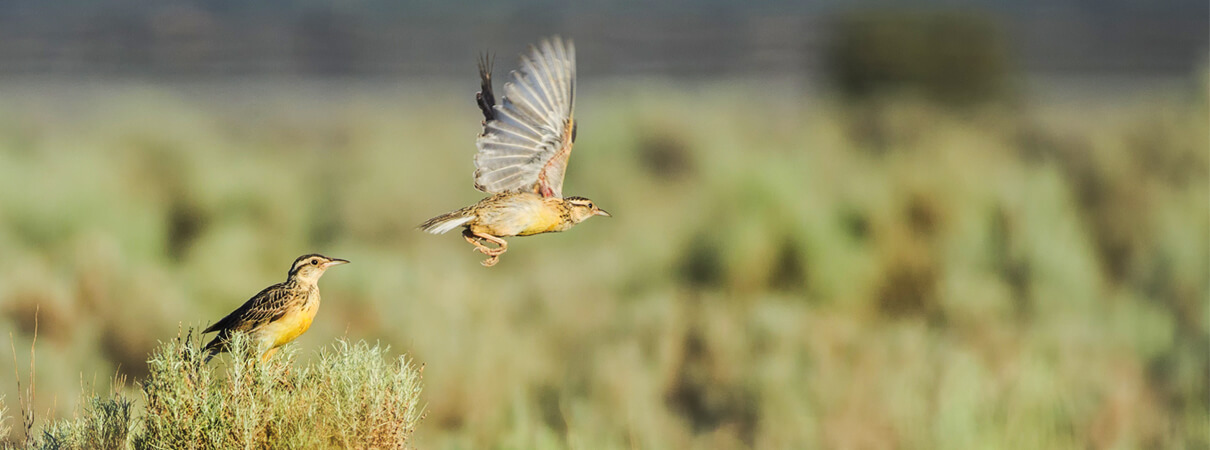 Western Meadowlarks, Maria Jeffs/Shutterstock