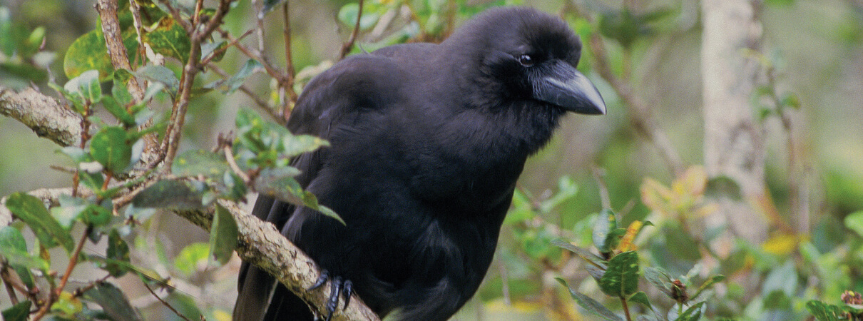 'Alala (Hawaiian Crow, a Hawaiian Bird) by Jack Jeffrey