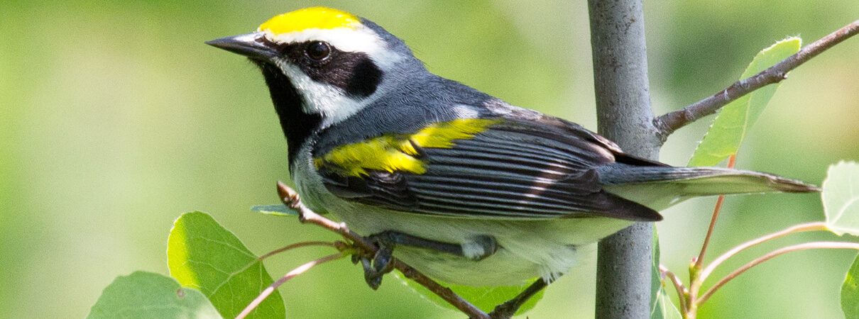 Golden-winged Warbler by Laura Erickson