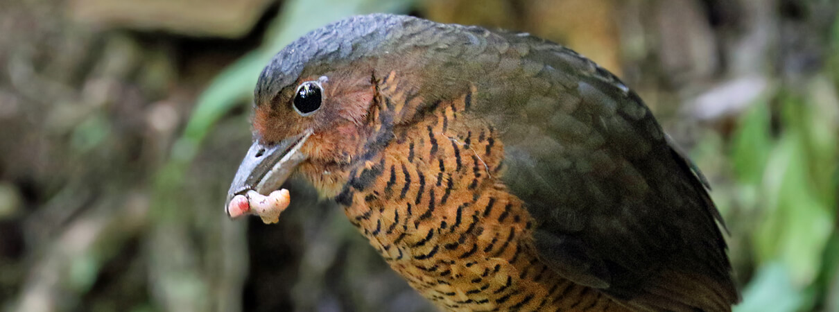 Giant Antpitta by Alfred Yan