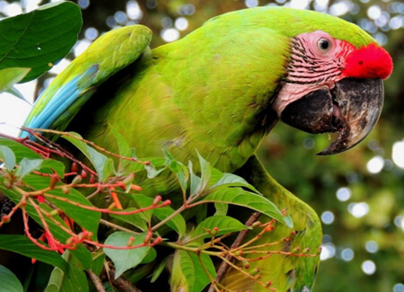 Great Green Macaw, Valérie Béraud, The Ara Project