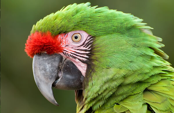 Great Green Macaw, Marc Scott-Parkin, Shutterstock
