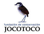 Jocotoco, Save the El Oro Parakeet
