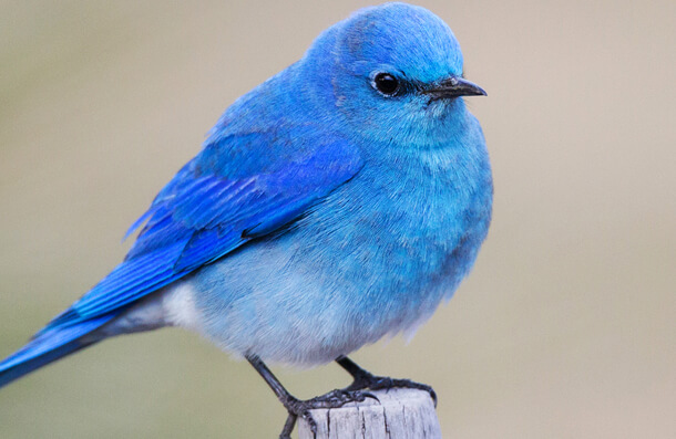 Mountain Bluebird by Double Brow Imagery/Shutterstock