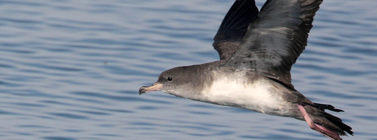 Pink-footed Shearwater by Greg Lavaty