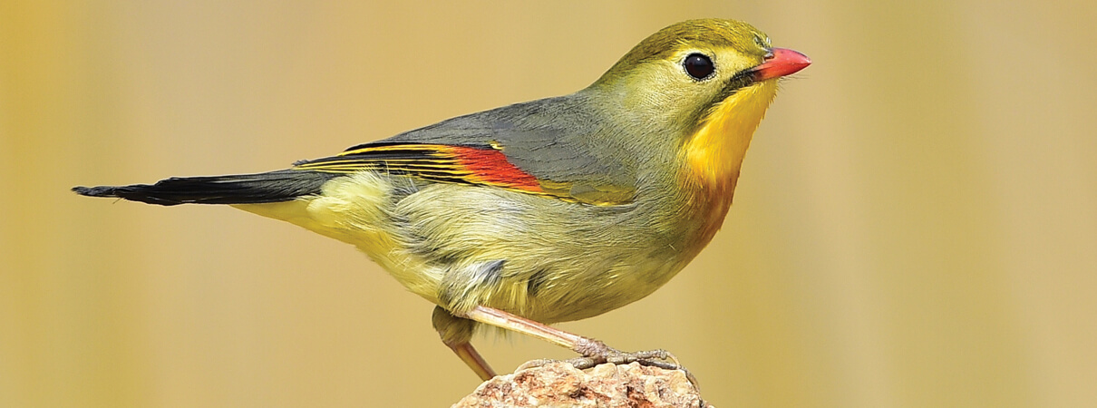 Red-billed Leiothrix (Non-native Hawaiian Bird) by Wang Li Quiang, Shutterstock