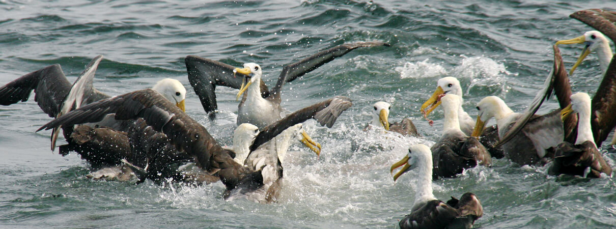 Waved Albatross by Jeff Mangel, ProDelphinus