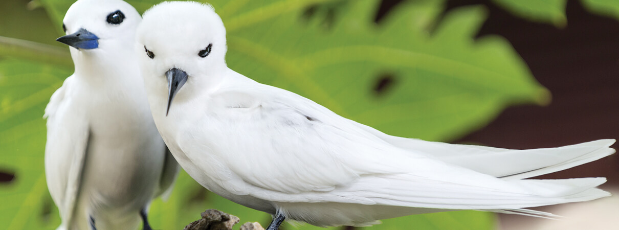 White Tern (Hawaiian Bird) by Serge Vero, Shutterstock