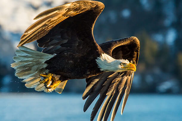 Bald Eagle_ FloridaStock_SS_PR