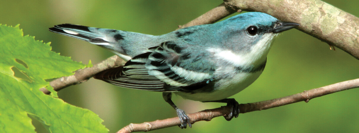 Scientists have recently discovered that Cerulean Warblers prefer structurally complex forests that offer many options. Cerulean Warbler by Tessa Nickels