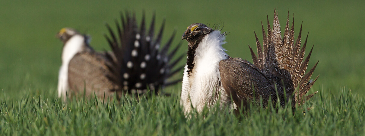 Greater Sage-Grouse by Tom Reichner, Shutterstock