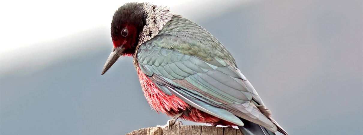 Lewis's Woodpecker by Ian Maton, Shutterstock