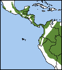 Ornate Hawk-Eagle map, NatureServe