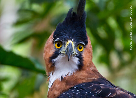 Ornate Hawk-Eagle. Photo by Joanne Weston