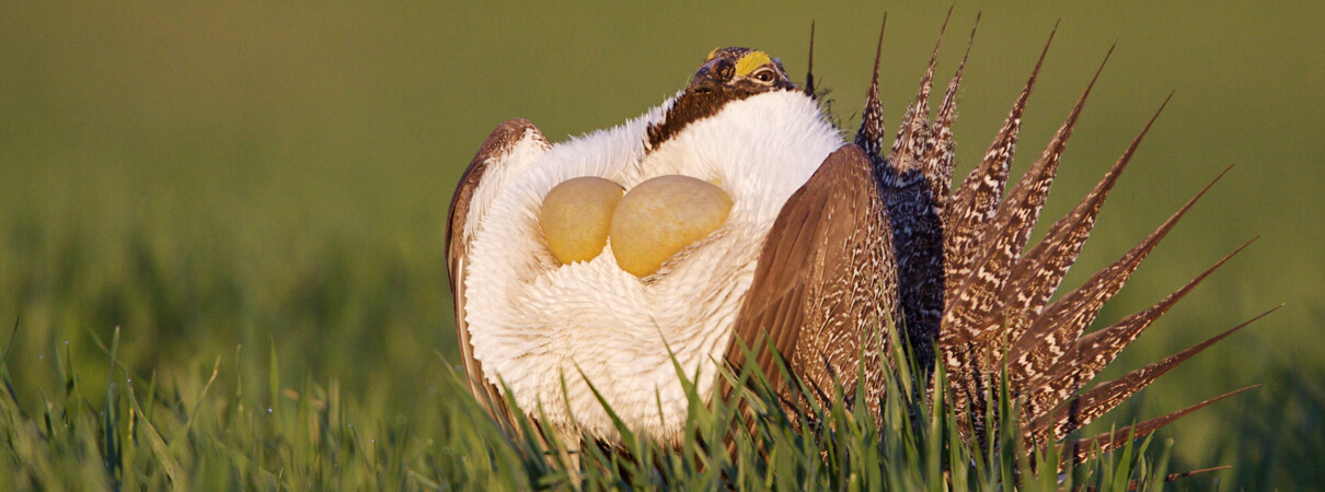 Greater Sage-Grouse by Tom Reichner, Shutterstock