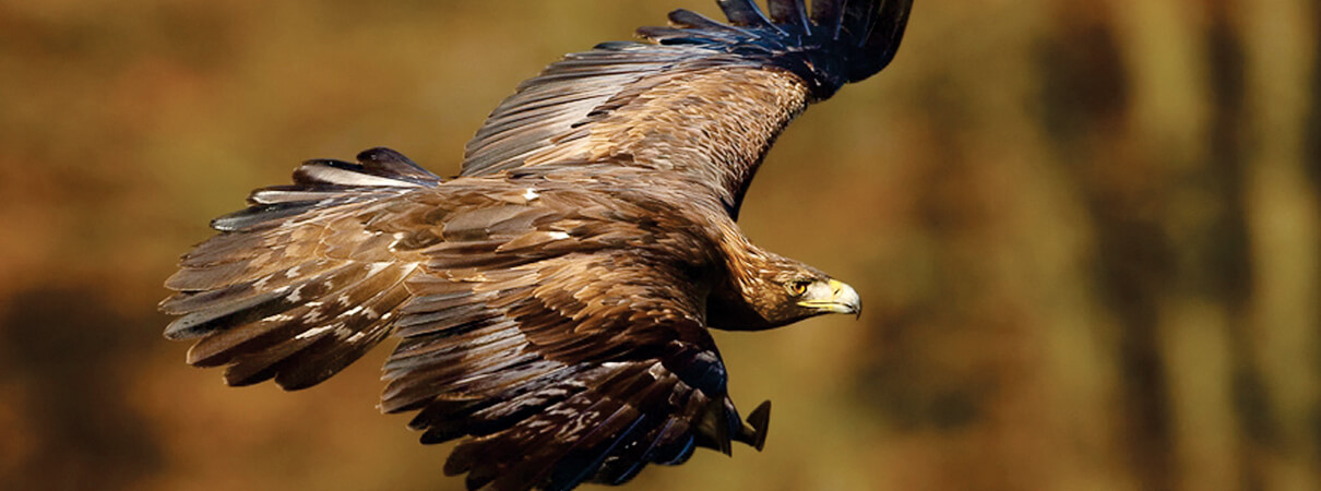 Golden Eagle by Martin Mecnarowski, wikimedia