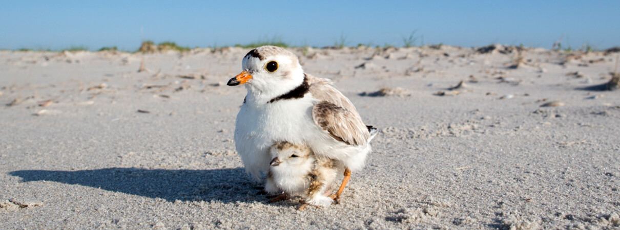 Piping Plover by @Michael Stubblefield