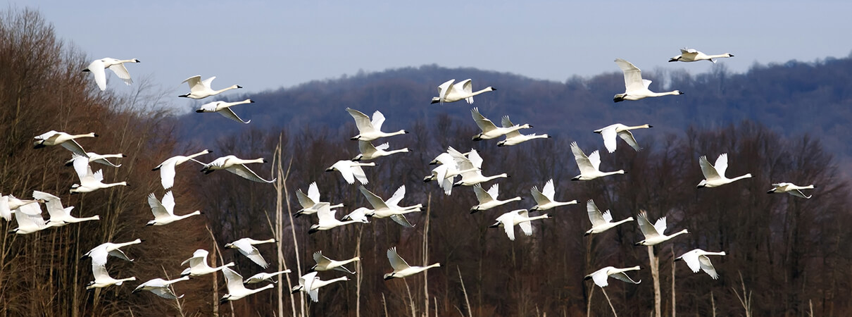 Tundra Swans by Delmas Lehman, Shutterstock