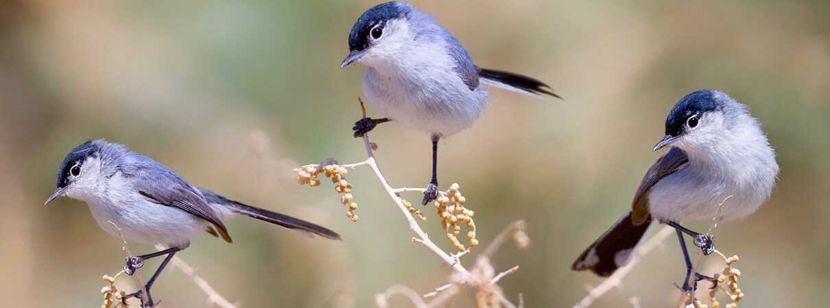 Black-tailed Gnatcatcher is one of the species that enters and becomes trapped by open pipes. Photo by John L. Absher, Shutterstock