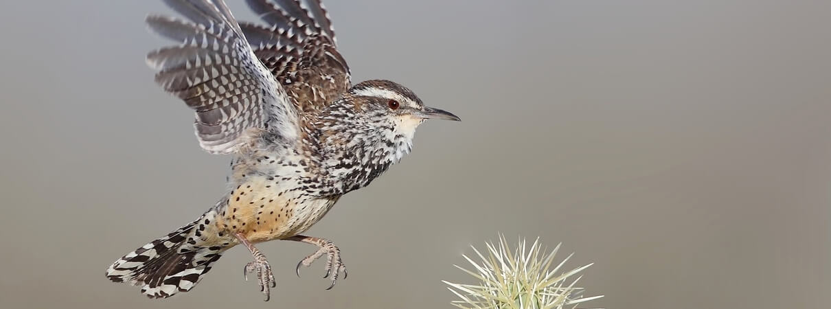 Cactus Wren, another victim of open pipes. Photo by Dan Behm