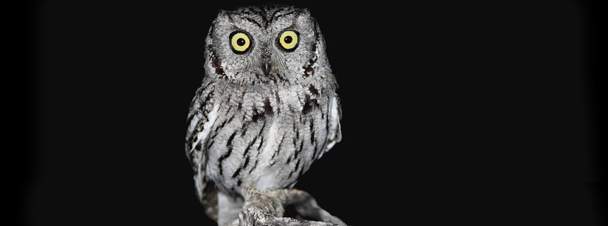 Even birds as large as Western Screech-Owl have been found in open pipes. Photo by Dan Behm