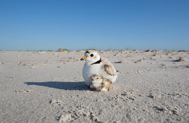 Piping Plover and chick_Michael Stubblefield_U PR