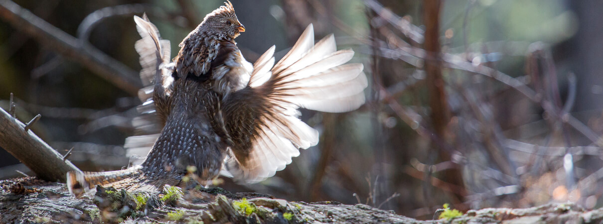 Ruffed Grouse is among the species that benefit from habitat managed for Golden-winged Warbler. Photo by Neal Herbert