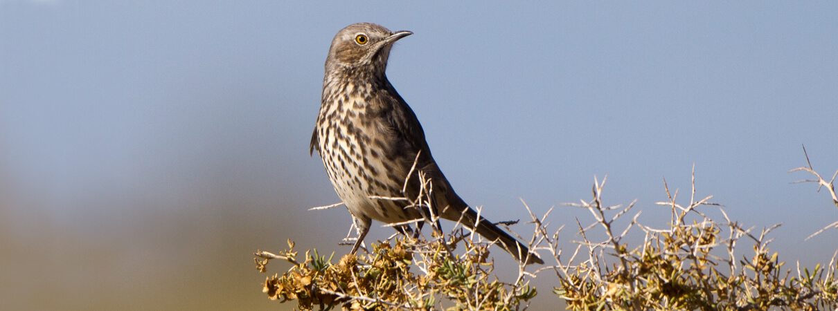 Sage Thrasher by Martha Marks, Shutterstock