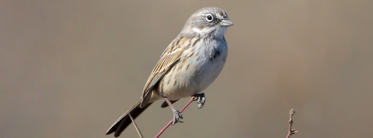 Sagebrush Sparrow by Greg Lavaty