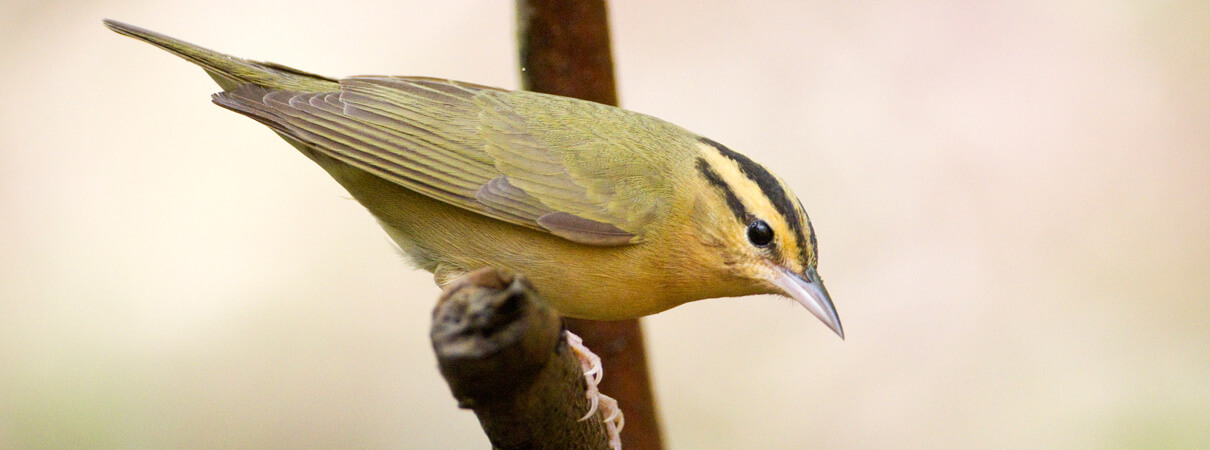 Worm-eating Warbler is one of many forest birds that benefits from the "dynamic forest." by Eleanor Briccetti