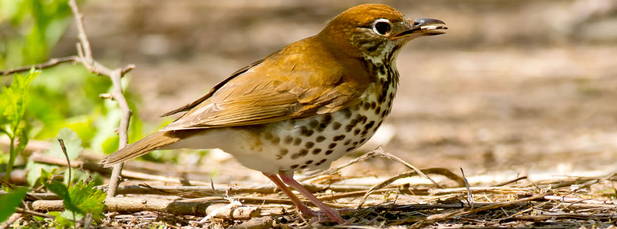 Many conservationists now embrace the idea that forests can, and should, change over time, meeting the needs of a suite of species, including Wood Thrush. Photo by Paul Reeves Photography, Shutterstock