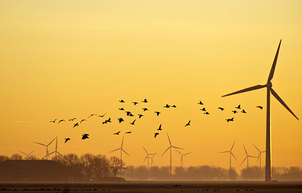 Wind turbines and birds