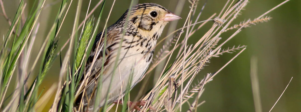 Grasslands are critical to the survival of more than 20 species, including Baird's Sparrow. Photo by Mike Parr