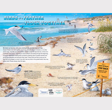 Black Skimmer interpretive panel. Gulf Coast birds