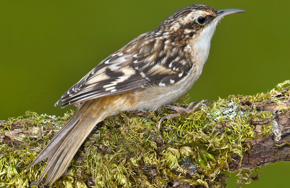 Brown Creeper American Bird Conservancy